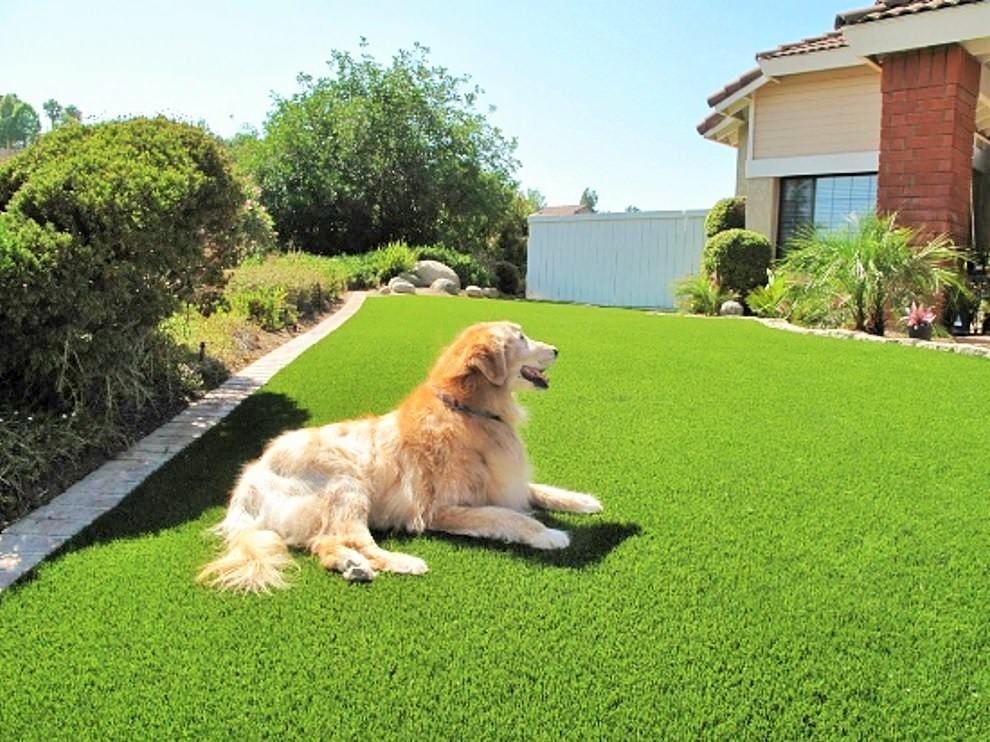 Golden retriever enjoying the pet turf installed in backyard
