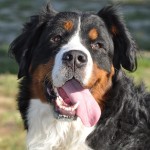 Bernese Mountain Dog