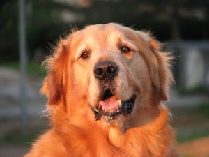 beautiful golden retriever dog