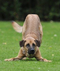 dog playing on artificial turf